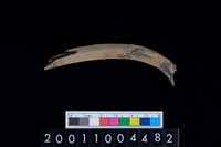 藏品(鹿右肋骨)的圖片