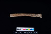 藏品(鹿右肋骨)的圖片