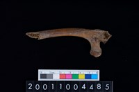 藏品(鹿右肋骨)的圖片