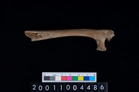 藏品(右肋骨)的圖片