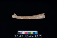 藏品(右肋骨)的圖片