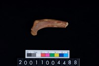 藏品(右肋骨)的圖片