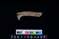 藏品(右肋骨)的圖片