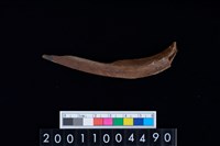 藏品(右肋骨)的圖片