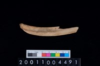 藏品(右肋骨)的圖片