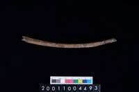 藏品(左肋骨)的圖片