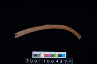 藏品(左肋骨)的圖片