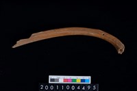 藏品(左肋骨)的圖片