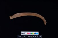 藏品(左肋骨)的圖片