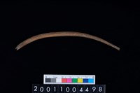 藏品(鹿左肋骨)的圖片