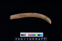 藏品(鹿左肋骨)的圖片