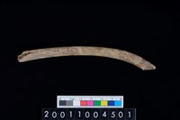 藏品(鹿左肋骨)的圖片