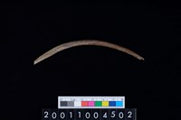 藏品(鹿左肋骨)的圖片