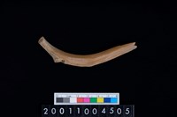 藏品(鹿左肋骨)的圖片