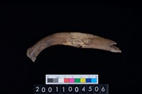 藏品(鹿左肋骨)的圖片