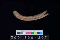 藏品(鹿左肋骨)的圖片