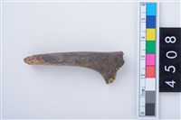 藏品(鹿左肋骨)的圖片