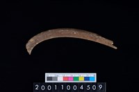 藏品(鹿左肋骨)的圖片