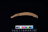 藏品(鹿左肋骨)的圖片