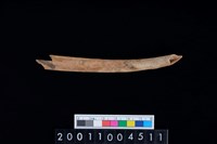 藏品(鹿左肋骨)的圖片