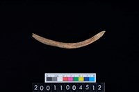 藏品(鹿左肋骨)的圖片