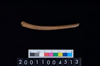 藏品(鹿左肋骨)的圖片