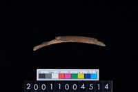 藏品(鹿左肋骨)的圖片