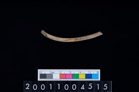 藏品(鹿左肋骨)的圖片