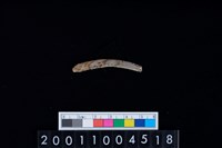 藏品(鹿左肋骨)的圖片