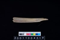 藏品(鹿左肋骨)的圖片