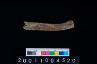 藏品(鹿左肋骨)的圖片