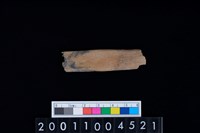 藏品(鹿左肋骨)的圖片