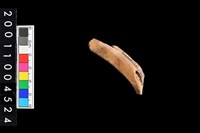 藏品(鹿左肋骨)的圖片