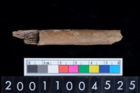 藏品(肋骨)的圖片