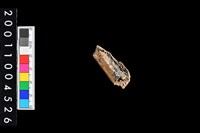 藏品(肋骨)的圖片