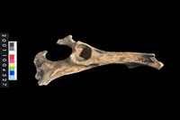 藏品(盆骨)的圖片