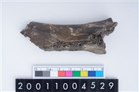 藏品(左盆骨)的圖片