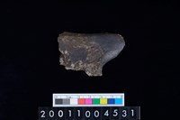 藏品(左盆骨)的圖片