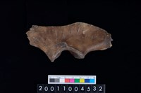 藏品(右盆骨)的圖片