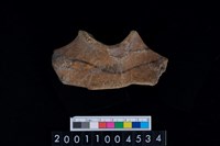 藏品(鹿右盆骨)的圖片