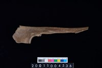 藏品(左尺骨)的圖片