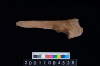 藏品(左尺骨)的圖片