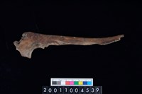 藏品(左尺骨)的圖片