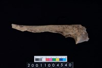 藏品(左尺骨)的圖片