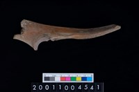 藏品(左尺骨)的圖片