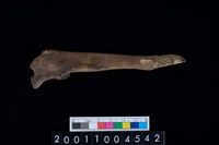 藏品(左尺骨)的圖片