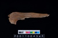 藏品(左尺骨)的圖片