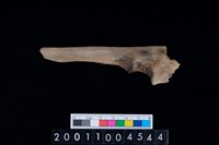 藏品(左尺骨)的圖片