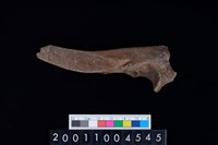 藏品(左尺骨)的圖片