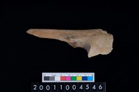 藏品(左尺骨)的圖片